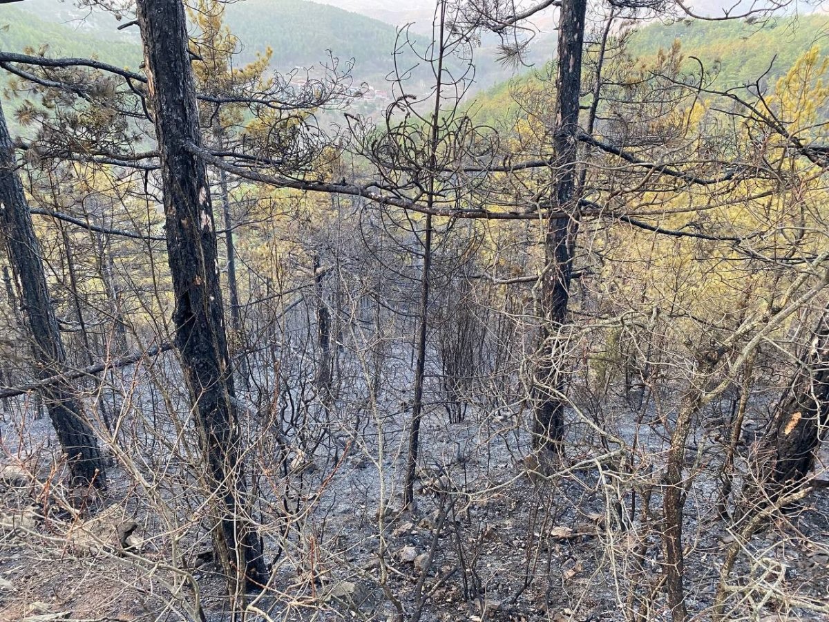 Bursa da orman yangını: 18 saatin sonunda kontrol altına alındı #9