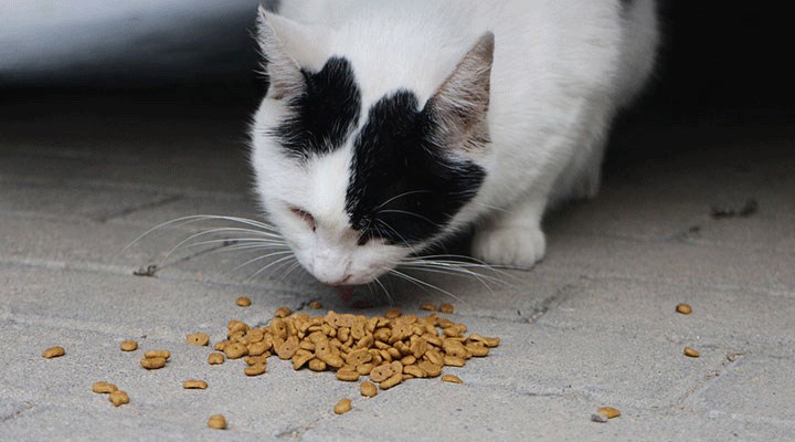 CHP, kedi ve köpek mamalarındaki KDV yüzde 1'e düşürülmesi için kanun teklifi verdi