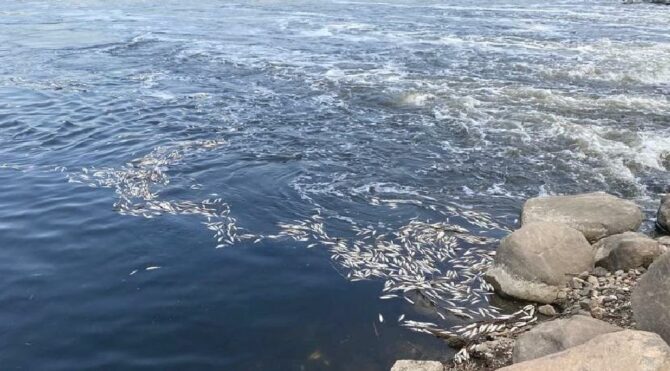 Dicle Nehri'nde telef olan binlerce balık su yüzeyine çıktı