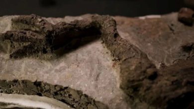 Dinozorları yok eden asteroidle bağlantılı ilk fosil bulundu