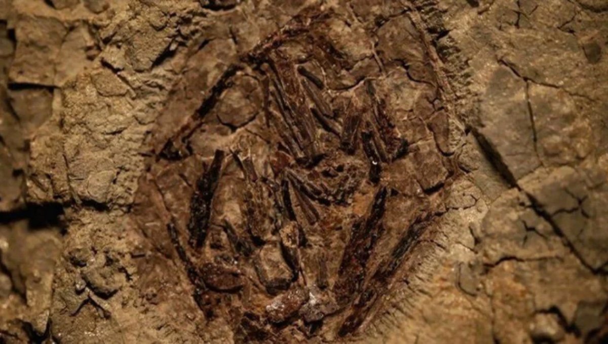 Dinozorları yok eden asteroidle bağlantılı ilk fosil bulundu #1