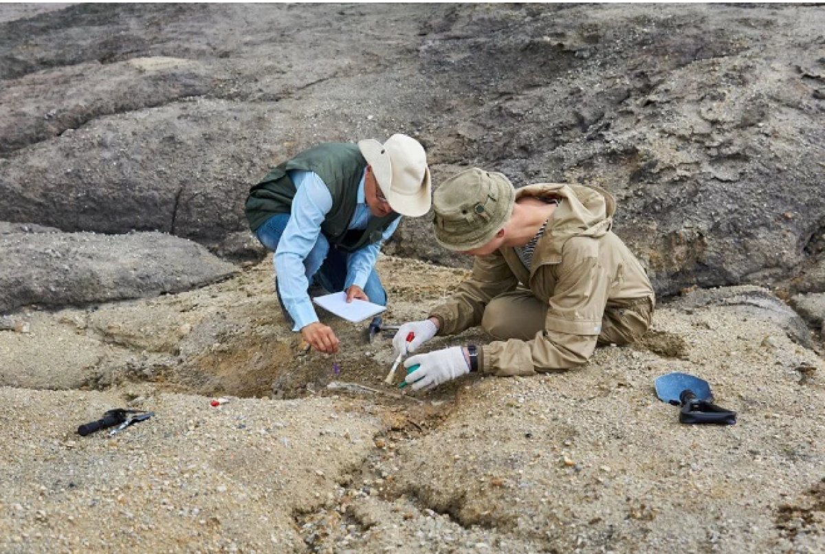 Dinozorları yok eden asteroidle bağlantılı ilk fosil bulundu #5