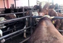 'Diyanet Vakfı ile Et Süt Kurumu dişi hayvan katliamı yaptı'