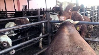 'Diyanet Vakfı ile Et Süt Kurumu dişi hayvan katliamı yaptı'