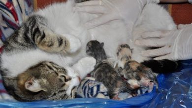 Doğum sancısıyla aile sağlığı merkezine giden kedi, 4 bebek doğurdu