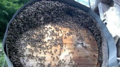 İşkencedere Vadisi'nde arılar ölmeye başladı