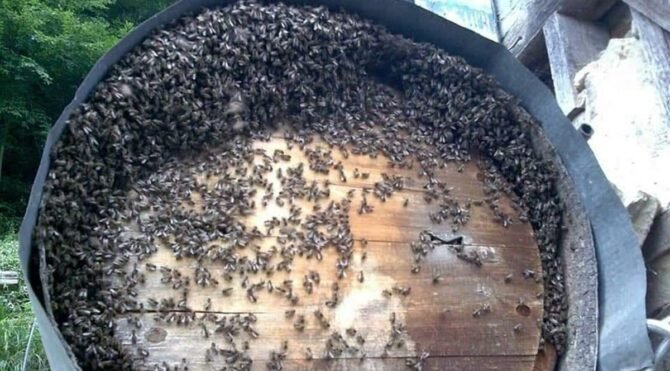 İşkencedere Vadisi'nde arılar ölmeye başladı