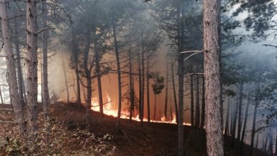 İzmir’de ormanlık alanda korkutan yangın