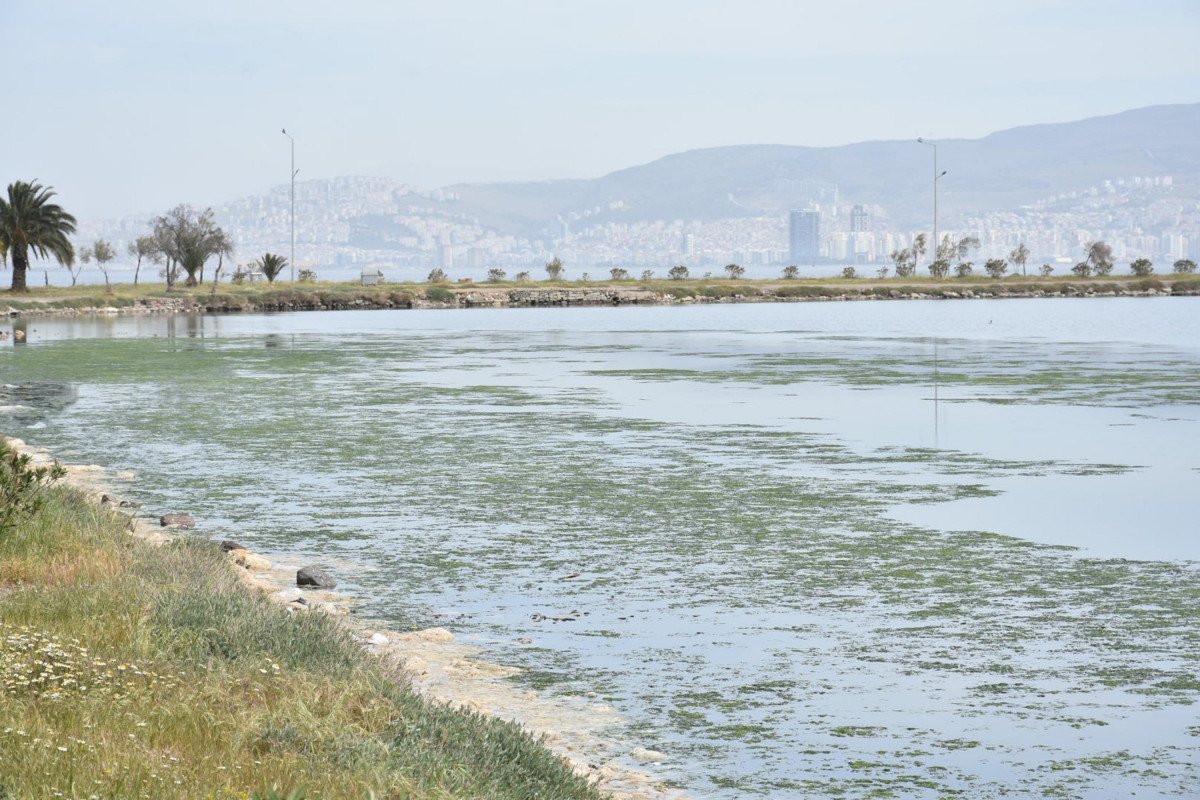 İzmir deki kirlilik, Çakal Lagünü de deniz marulunu ortaya çıkardı #5