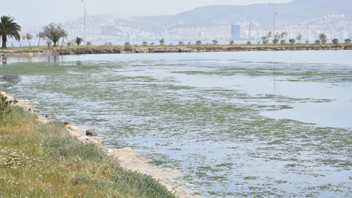 İzmir'deki kirlilik, Çakal Lagünü'de deniz marulunu ortaya çıkardı