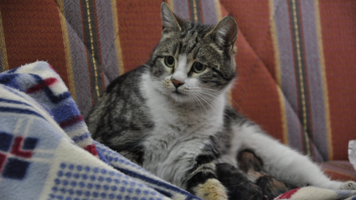 Karaman'daki kedi, doğum sancısı çekti; hastanenin yolunu tuttu