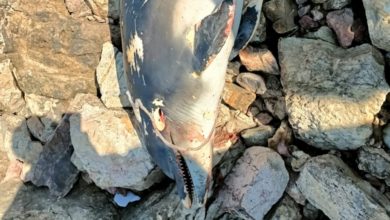 Kocaeli'de yunus balığı karaya vurdu