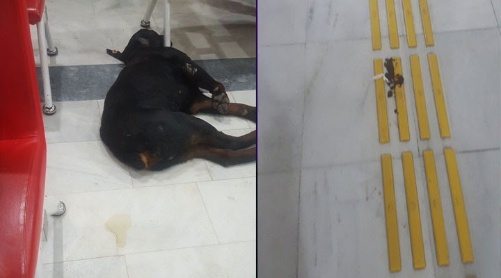 Kocaeli Üniversitesi Hastanesi koridorlarında hayvan dışkıları