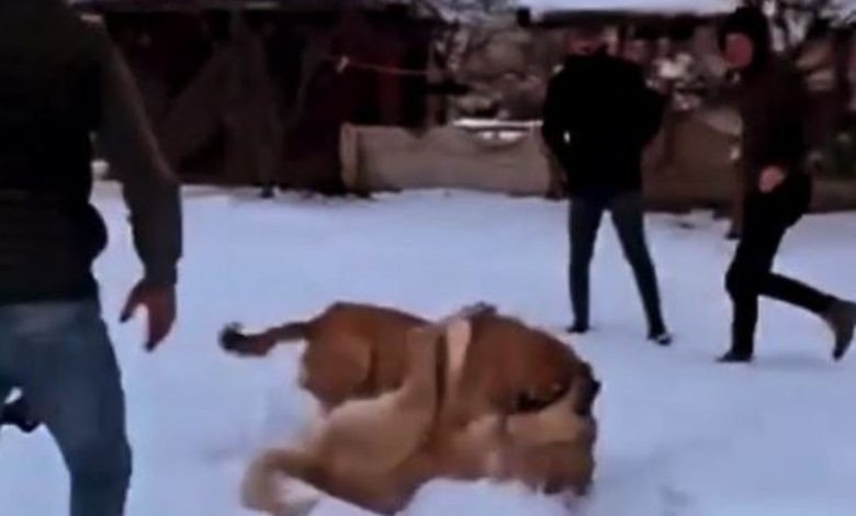 Köpek dövüştüren şahıs gözaltına alındı