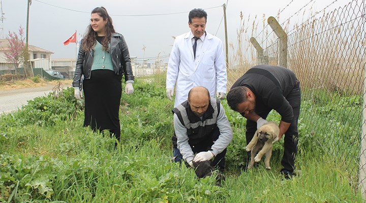Manisa'da köpek katliamı