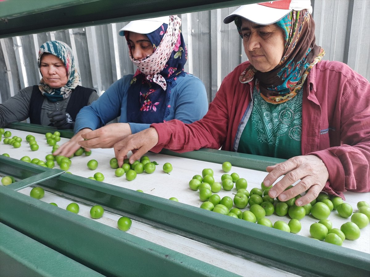 Mersin de açık alanda erik hasadı başladı #1