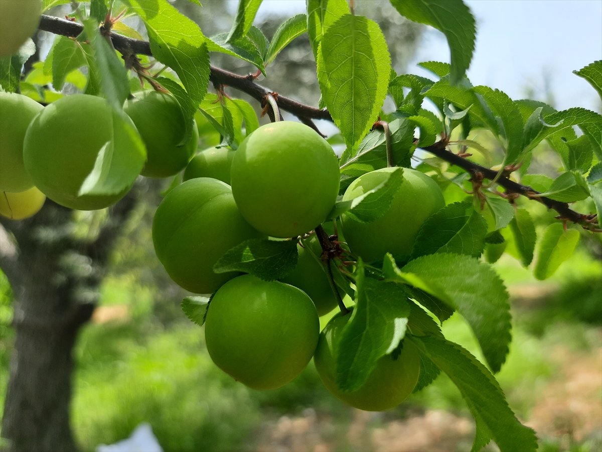 Mersin de açık alanda erik hasadı başladı #7