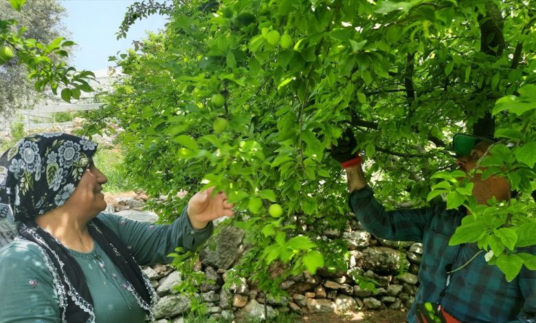 Mersin'de erik hasadı başladı