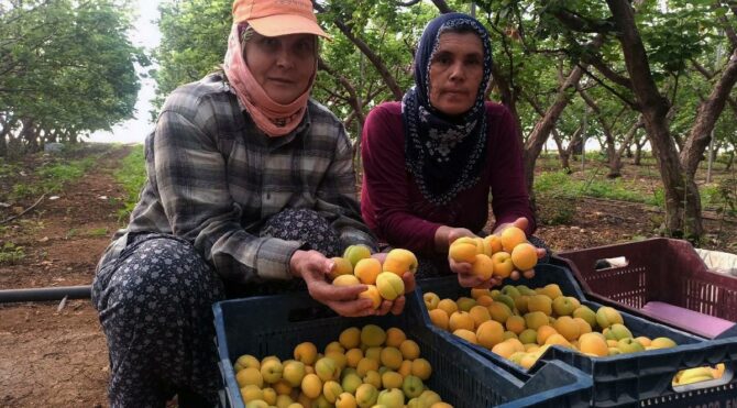 Örtü altı kayısının hasadı yapıldı, kilosu 100 TL