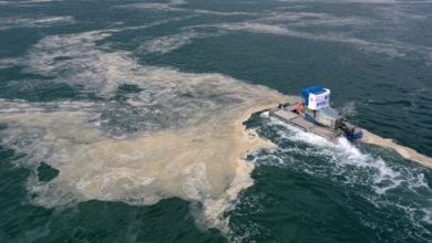 Prof. Dr. Melek İşinibilir Okyar: Marmara'da denizin ısınması müsilajı tetikleyebilir