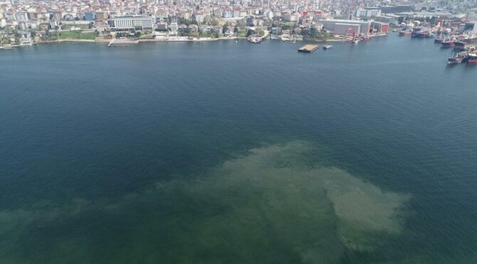 Prof. Dr. Sarı'dan Tuzla ve Kadıköy sahillerindeki görüntülere yorum