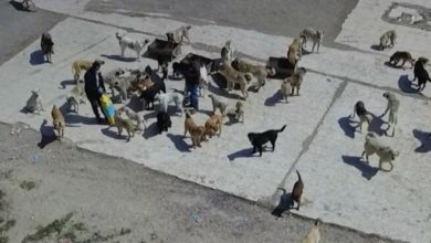 Sokak köpekleri kamyonla çöplüğe bırakıldı