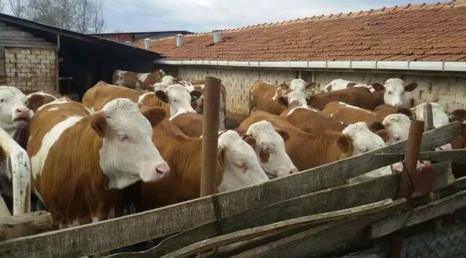 Veteriner Hekimleri Odası: Süt üreticisi zarar etmiştir