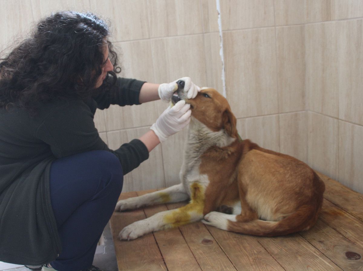 Rize de tüfekle vurulan köpeğin başında ağlayan çocuk #1