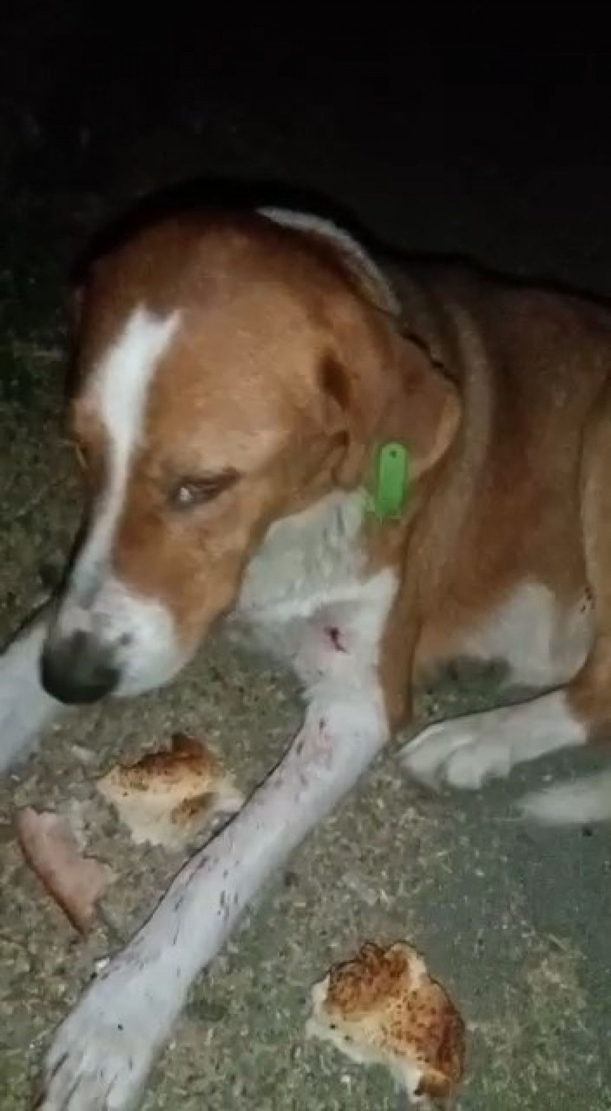 Rize de tüfekle vurulan köpeğin başında ağlayan çocuk #4