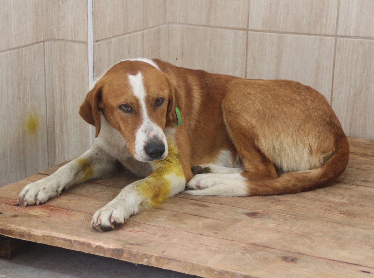 Rize de tüfekle vurulan köpeğin başında ağlayan çocuk #5
