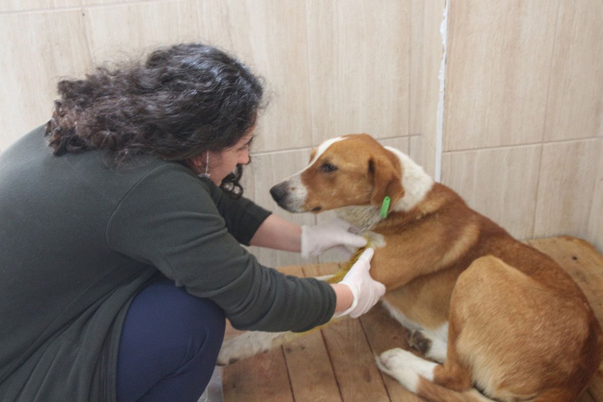 Rize de tüfekle vurulan köpeğin başında ağlayan çocuk #6
