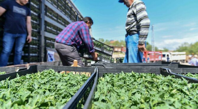 Ankara Büyükşehir, 25 ilçede çiftçiye destek başlattı