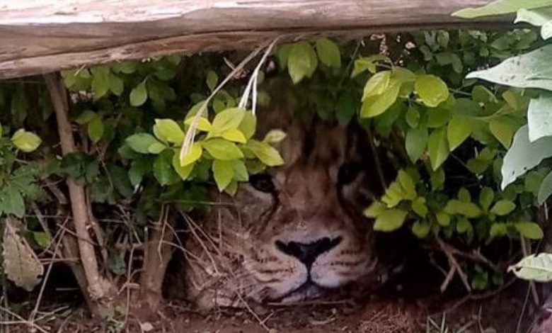 Aslan ihbarına giden yetkililer, çantayla karşılaştı