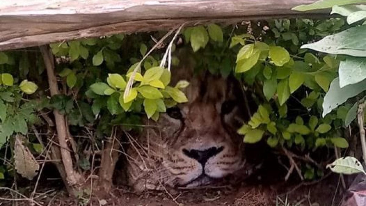 Aslan ihbarına giden yetkililer, çantayla karşılaştı