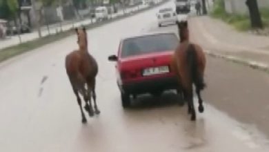 Atları otomobille bağlayıp çeken sürücüye 8 bin 132 TL ceza