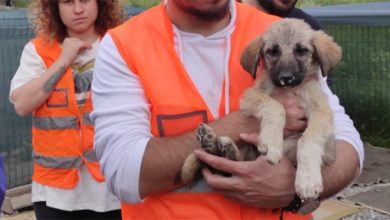 Barınağa atılan zehirli kemik yüzünden 2 yavru köpek öldü
