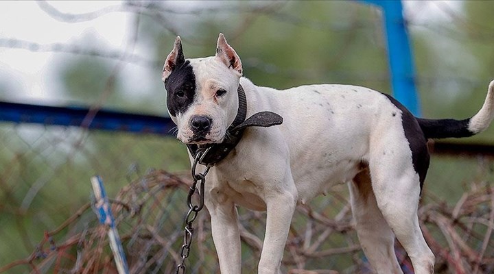 Danıştaydan 'tehlikeli köpek' kararı