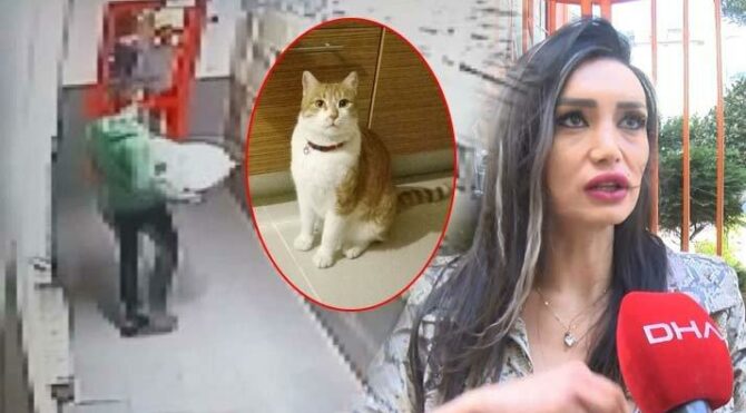 İstanbul'daki sitede kedi tartışması!