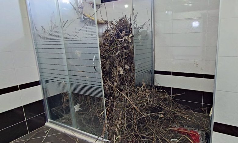 Kargalar evi getirdiği çöplerle doldurdu