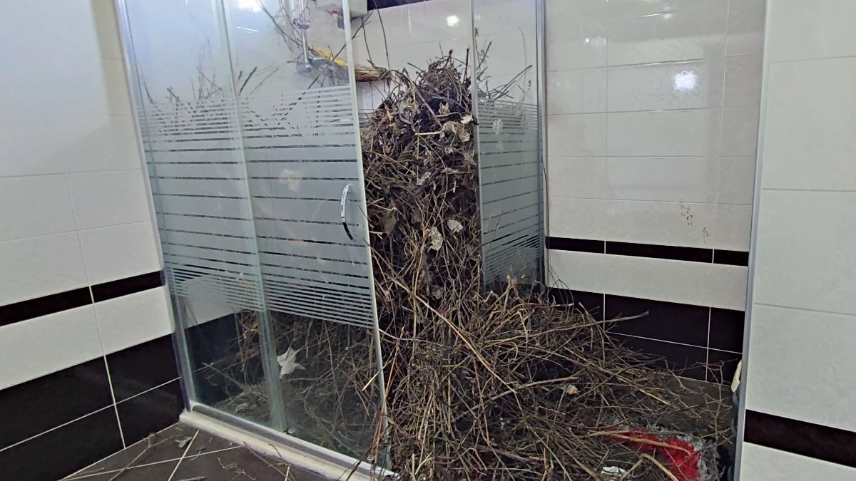 Kargalar evi getirdiği çöplerle doldurdu