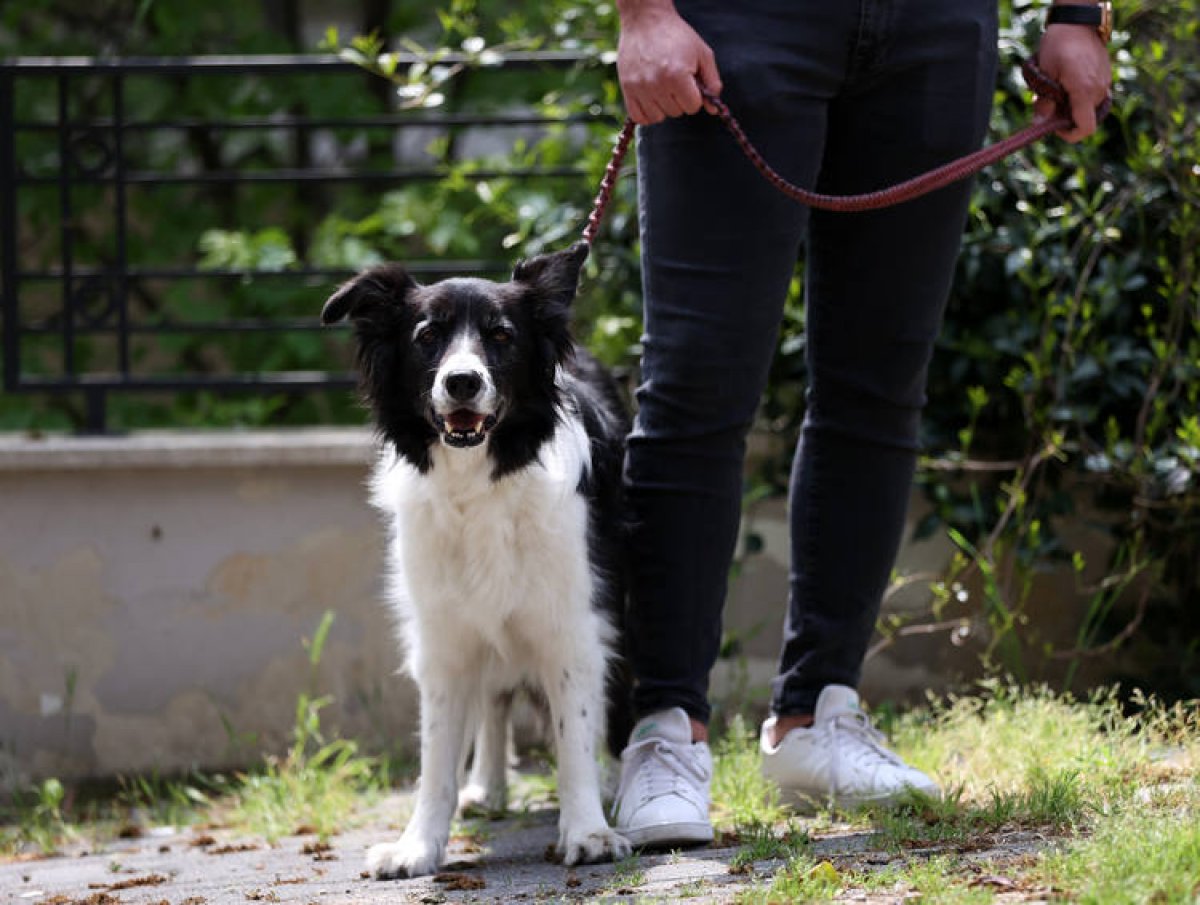 İstanbul da köpek gezdirip kazanç sağlıyorlar #1