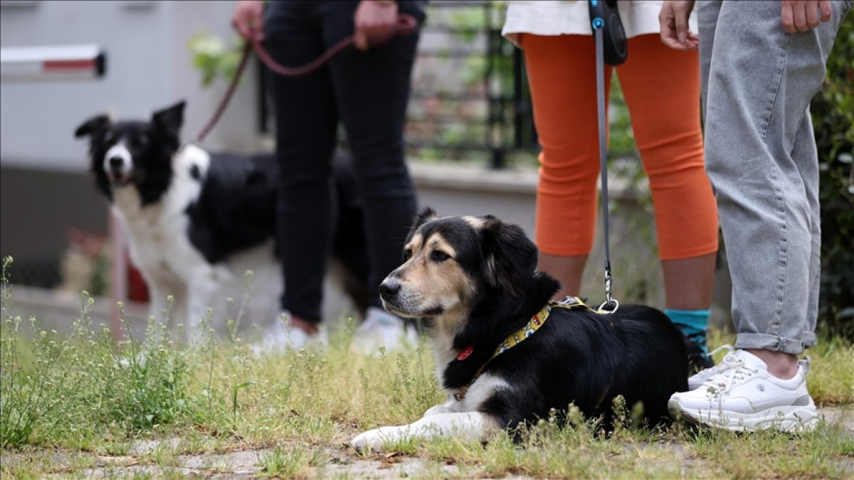 İstanbul da köpek gezdirip kazanç sağlıyorlar #3