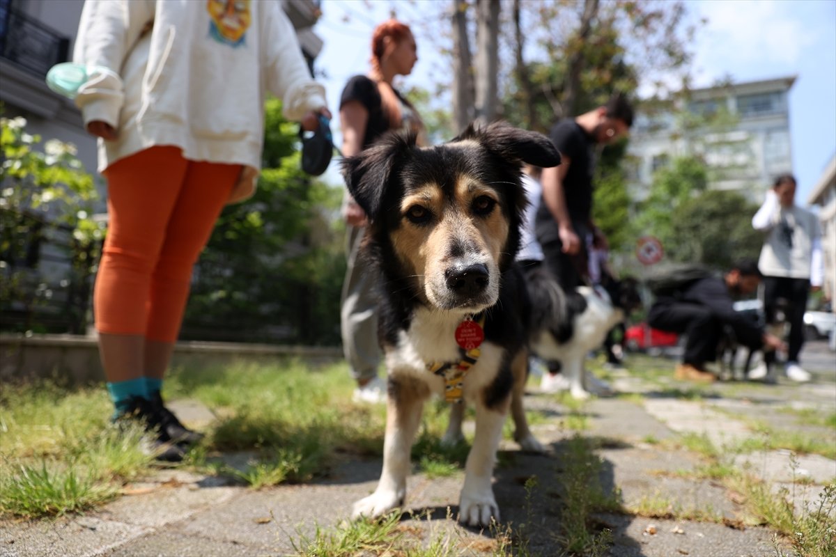 İstanbul da köpek gezdirip kazanç sağlıyorlar #4