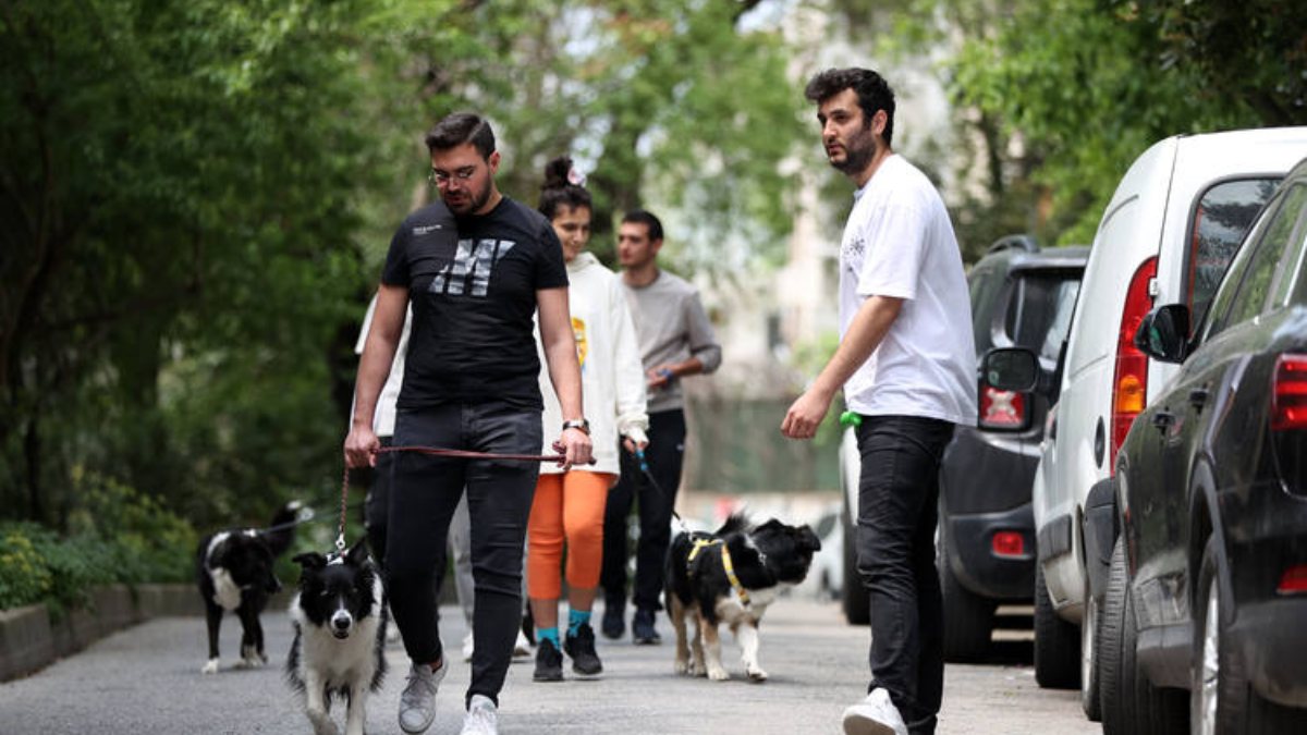 Köpek gezdirip kazanç sağlıyorlar