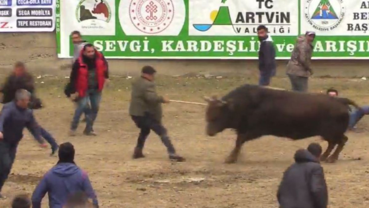 Şampiyon boğa, horon oynayan kalabalığa daldı