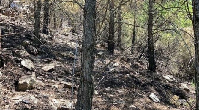 Ağaca yıldırım düştü, ormanda yangın çıktı