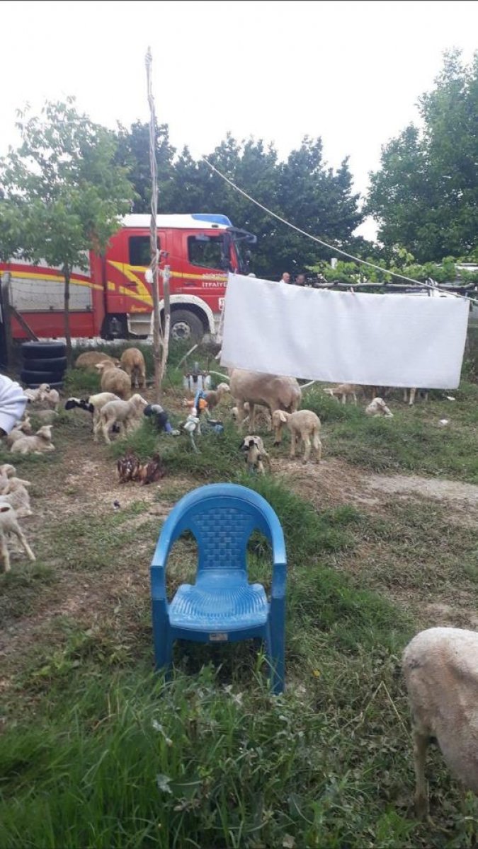 Ankara sel meydana geldi, hayvanlar telef oldu #2