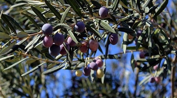 Bodrum’da sit alanındaki zeytinlikler turizm imarına açıldı