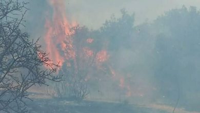 Bodrum'daki orman ve otluk alanda yangın