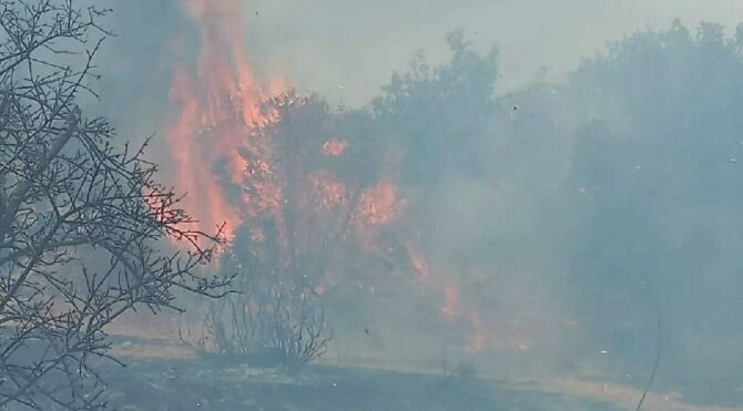 Bodrum'daki orman ve otluk alanda yangın